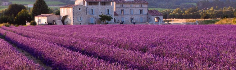 Lavender_field
